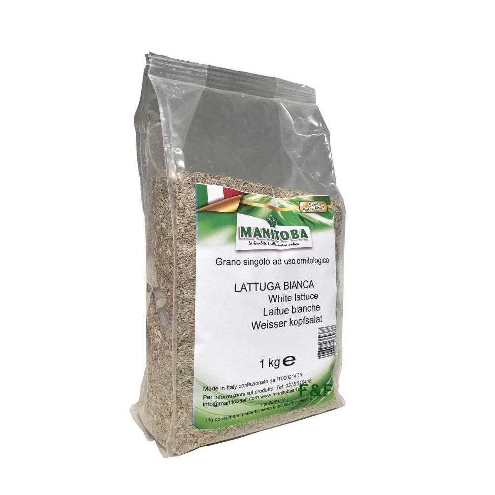 Manitoba Lechuga Blanca Extra