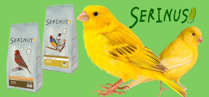 Alimentación para pájaros