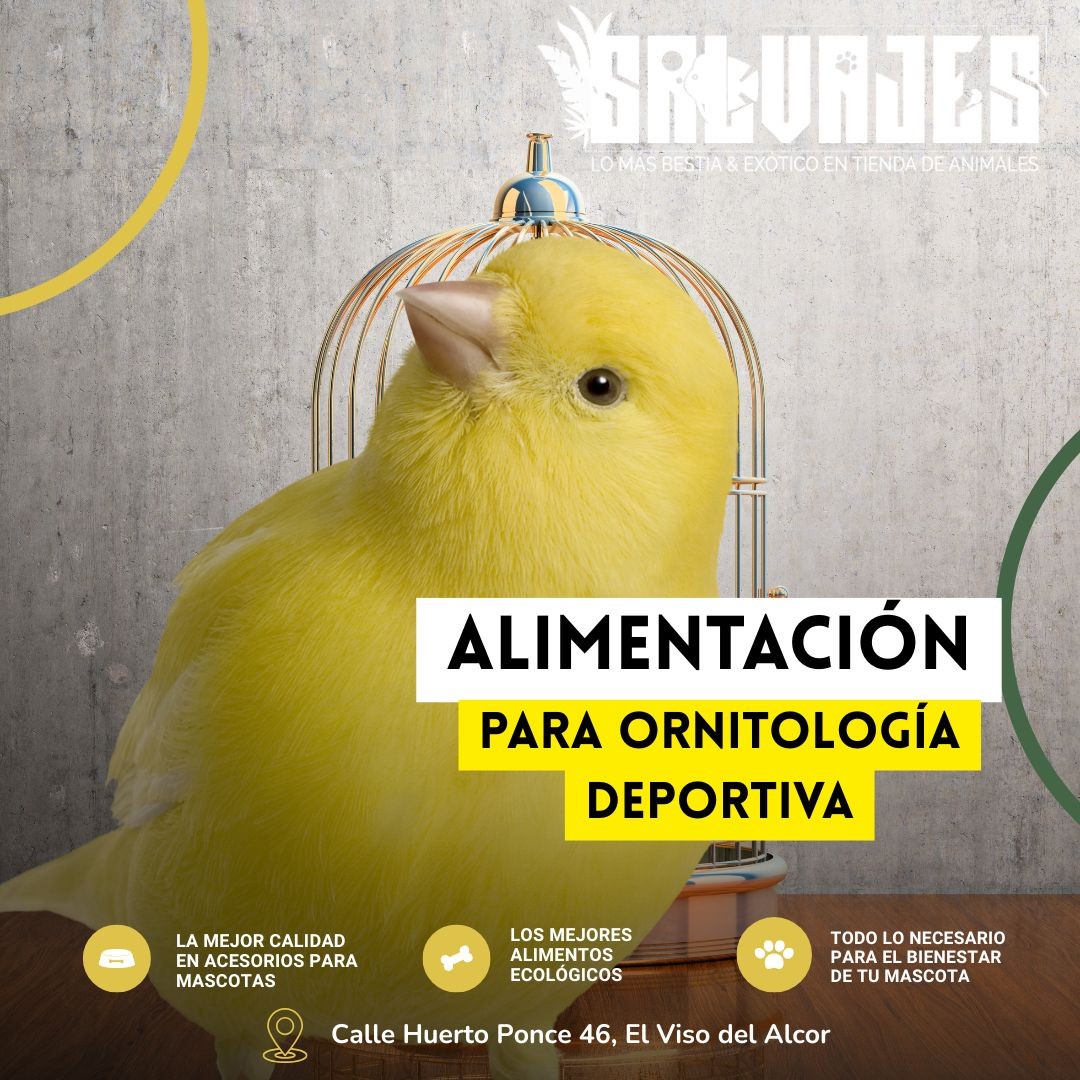 Alimentación saludable para ornitología deportiva: la clave del rendimiento de tus aves